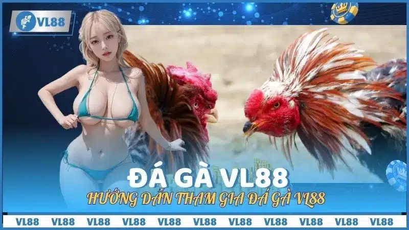 Hướng dẫn tham gia đá gà VL88